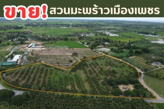 TEL3041, ขายที่ดินสวนมะพร้าว ปลูกพร้อม ใกล้ทะเลปึกเตียน เพียง 5 กม.