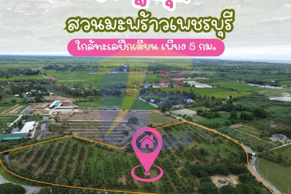 ขายที่ดินสวนมะพร้าว ปลูกพร้อม ใกล้ทะเลปึกเตียน เพียง 5 กม.