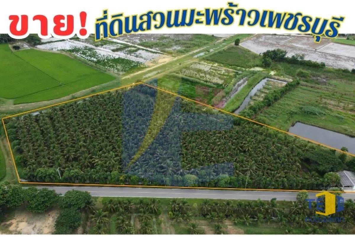ขายที่ดินสวนมะพร้าวน้ำหอม 8 ไร่เศษ ใกล้หาดปึกเตียน 5 นาที ติดถนนคอนกรีต ทำเลทองชะอำ-เพชรบุรี