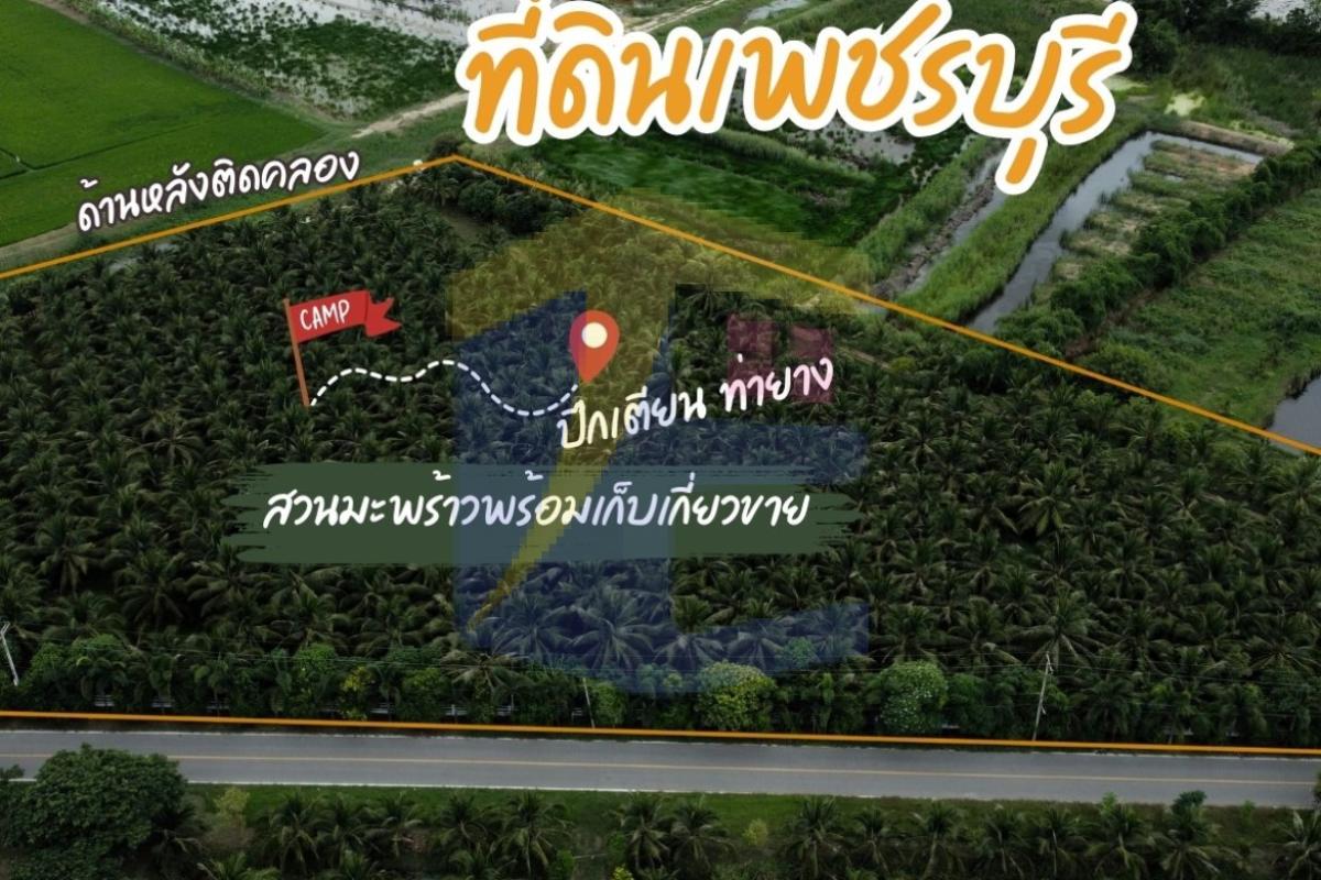 ขายที่ดินสวนมะพร้าวน้ำหอม 8 ไร่เศษ ใกล้หาดปึกเตียน 5 นาที ติดถนนคอนกรีต ทำเลทองชะอำ-เพชรบุรี